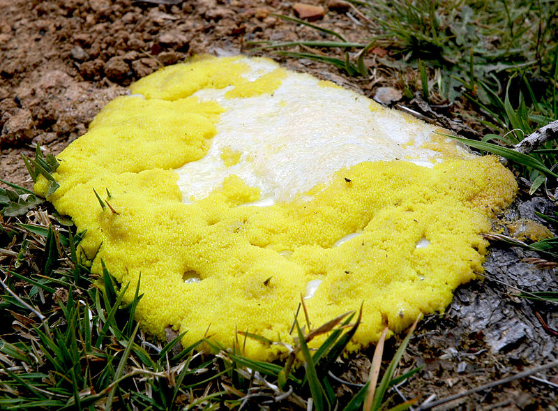 Yellow_slime_mold